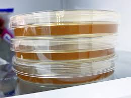 make agar petri dishes to grow bacteria