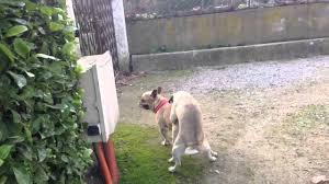 Regarde salopes paysannes baisent avec des animaux sur luxuretv. 2 Chien Font L Amour Youtube