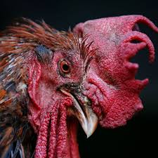 Maybe you would like to learn more about one of these? Maurice The Noisy Rooster Can Keep Crowing Court Rules France The Guardian