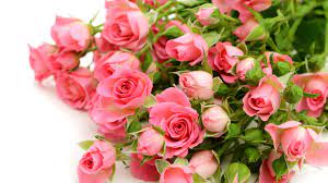 Wallpaper Pink roses flowers, bouquet ...