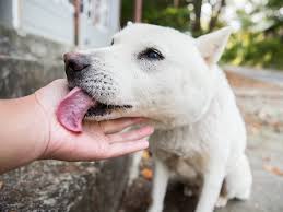 Dogs can get the flu, too. Dog Saliva Can Cause Serious Bacterial Infections But It S Rare
