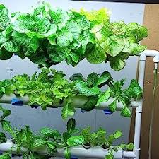Amazon.com: Customer reviews: WEPLANT Hydroponic Growing System 4 Layer 36  Holes with Timed Cycle Fertilizer, PVC-U Pipe Hydroponic Kit with Cups  Sponge Pump