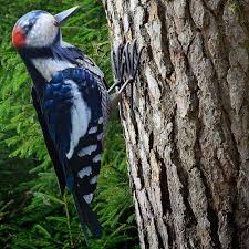 Wood Metal Bird Yard Art