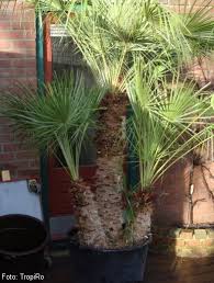Palm Tree Cuttings Is It Possible