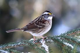 White-throated Sparrow – Indiana Audubon Society