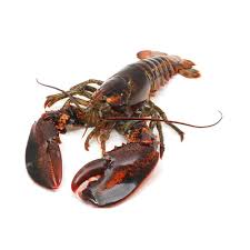live and frozen marine lobster at best