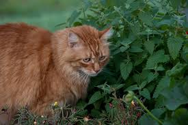 Herbs For A Cat Garden Advice From