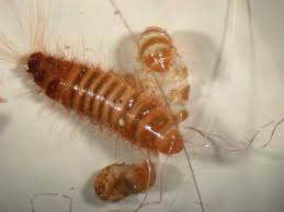 carpet beetle larvae insect id
