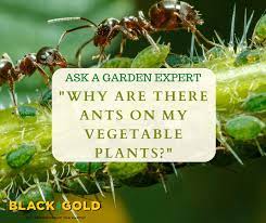 ants on my vegetable plants