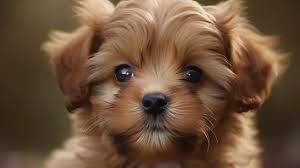 7 of really cute puppies photos