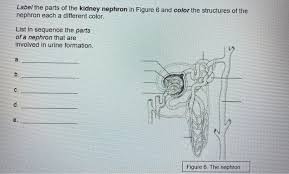 The nephrons pictured on the kidney should be colored orange. Label The Parts Of The Kidney Nephron In Figure 6 And Chegg Com