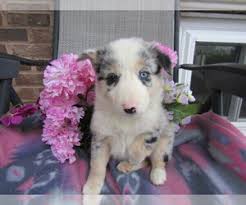 Border collie puppies grow to be very intelligent & energetic with strong herding instincts. Puppyfinder Com Border Collie Puppies Puppies For Sale Near Me In Indiana Usa Page 1 Displays 10