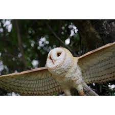 Barn Owl Flying Garden Statue 87727 C