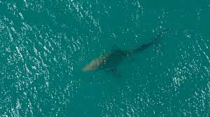 shark patrols continue in maine