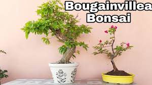 make bougainvillea bonsai