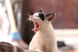 Image result for yawning