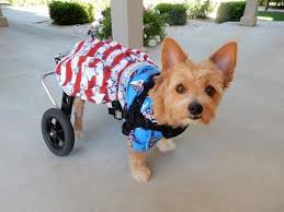 small dog wheelchair custom dog