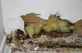 Should I Use Mold Resistant Drywall