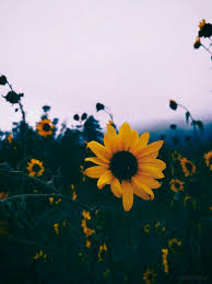 sunflower aesthetic wallpapers top