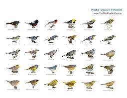 Warblers Are Among The Most Challenging Birds To Identify