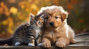 puppy pictures background image
