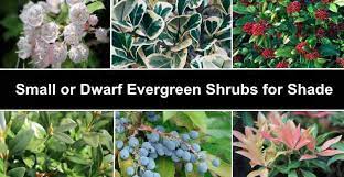 dwarf evergreen shrubs for shade