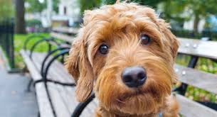 Teddy bear goldendoodle puppies were first bred in the 1990s in australia and north america when golden retrievers were crossed with standard poodle dog breeds. Goldendoodle Grooming Keep Him Looking His Best