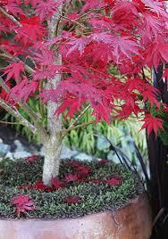 container anese maples tips
