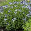 A native of arkansas, the blue star produces lovely blue flowers in spring. 1