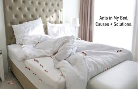 ants in my bed causes how to get rid