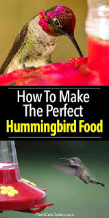 how to make hummingbird food a
