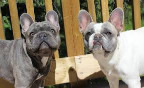 In most cases they will eventually turn completely brown. Blue Brindle Frenchie Blue Fawn Lilac Pied Frenchie Bulldog Lover Pied French Bulldog French Bulldog
