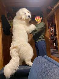 生後6ヶ月】白くま並にでかい「グレートピレニーズの子犬」に14万いいね | 笑うメディア クレイジー