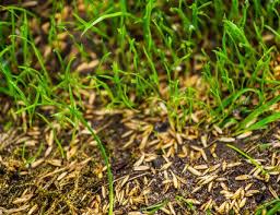 Grass Seed Germination Rates For Planting