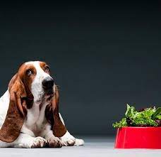 Is Lettuce Safe For Dogs Can Dogs Have