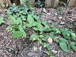 to clean garden tools from poison ivy