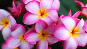 Kath golap Flower | কাঠগোলাপ ফুল পরিচিতি | কাঠগোলাপ ফুল | Flowers Name | Frangipani - YouTube