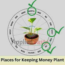 Vastu For Money Plant And Its Placement