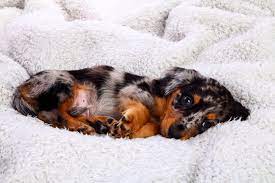 dapple dachshund images browse 41