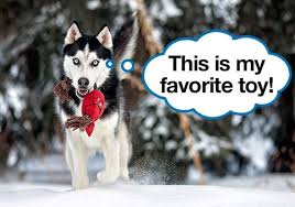 14 best husky toys tested and reviewed