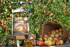 harvesting and preparing apples