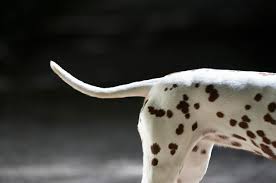 dog losing hair on tail explanations