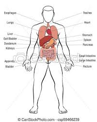 Internal Organs Male Body Names