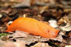 Are orange slugs rare?