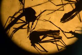 Also see how it compares travelers insurance reviews and ratings. Zika Virus Causes Spike In Calls For Travel Insurance Los Angeles Times