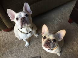 But french bulldog barking problems are uncommon. Training Little Dogs To Stop Barking At The Door In An Apartment Building Dog Gone Problems