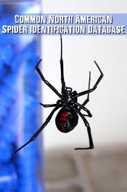 Common North American Spider Identification Database The