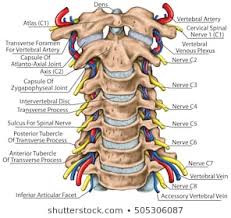 Cervical Spine Images Stock Photos Vectors Shutterstock