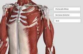 The brachial chain muscle on the left is opposed by the left posterior back muscles (pec), lower trap, serratus anterior, external rib rotators and right internal abdominal obliques. Introduction Anatomy Thoracic The Gap Physio