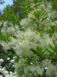 27 Flowering Trees For Year Round Color